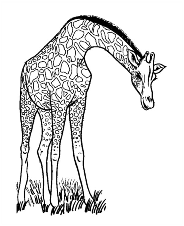 giraffe coloring page for adults
