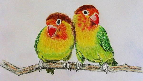 3 Little Birds with Colored Pencils | Udemy