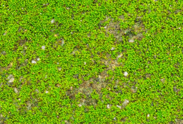 natural ground moss texture