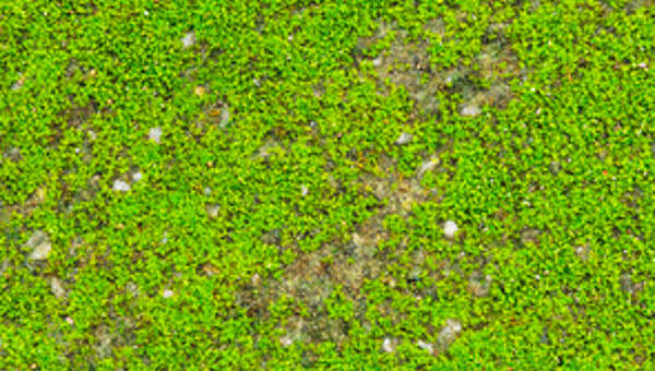 9 Moss Textures Free Psd Ai Vector Eps Format Download Free Premium Templates