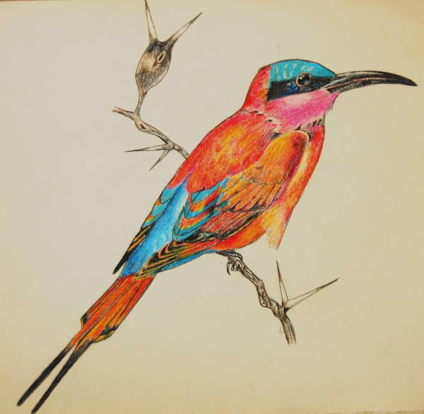 bird pencil sketch