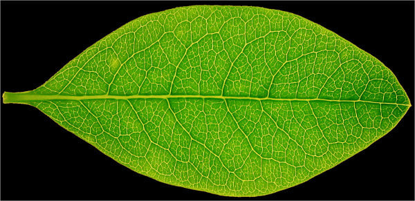 high res leaf texture