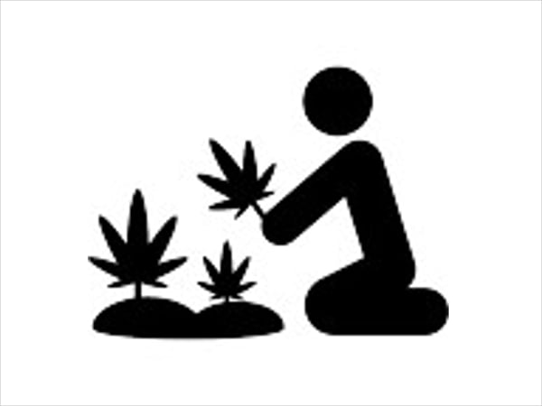 weed plant icon