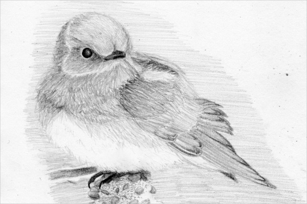 9+ Bird Sketches - Free Sample, Example, Format | Free & Premium Templates