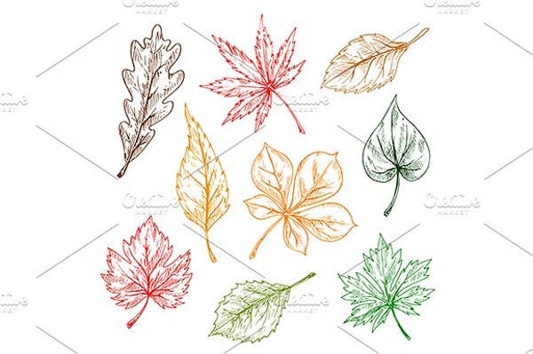 leaf pencil sketch