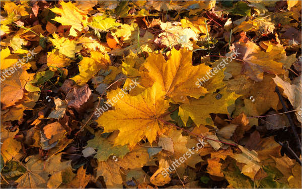 fall leaf sketch