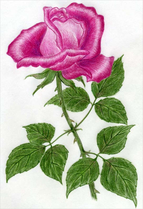 rose leaf drawing