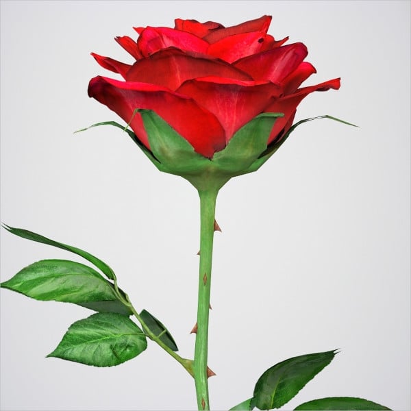 d rose flower template