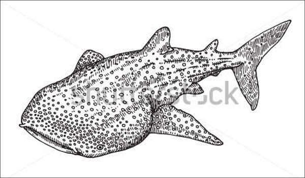 whale shark drawing