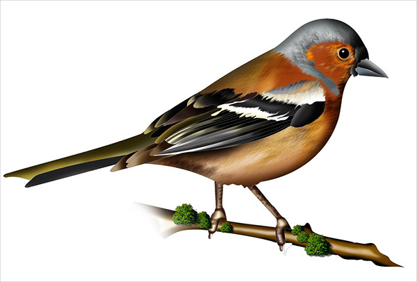 vector bird illustration