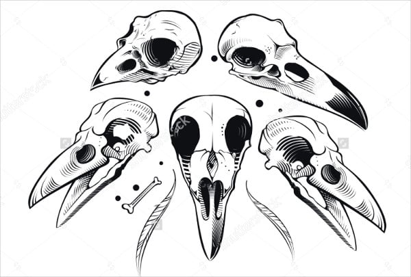 bird skull illustration