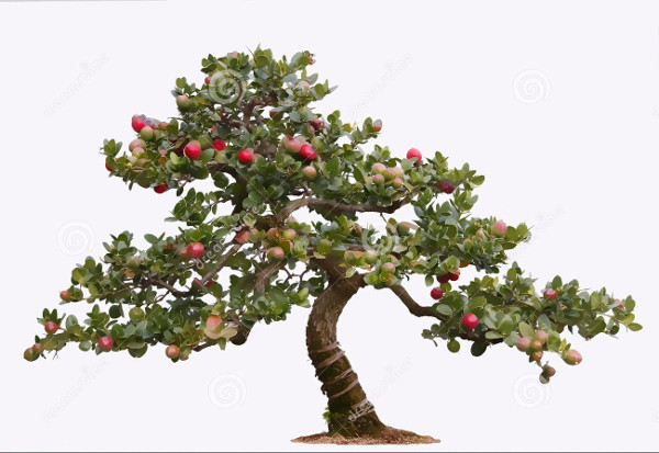 bonsai tree illustration