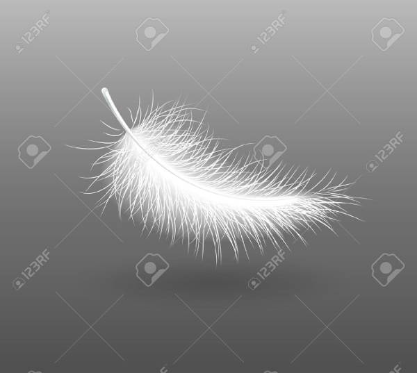 swan feather illustration