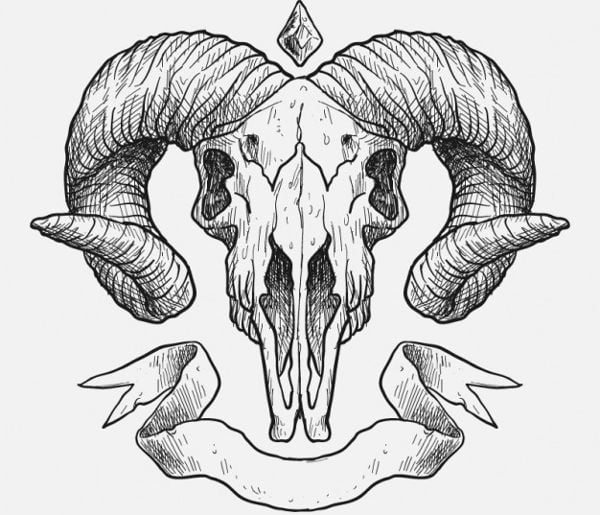 animal skull illustration