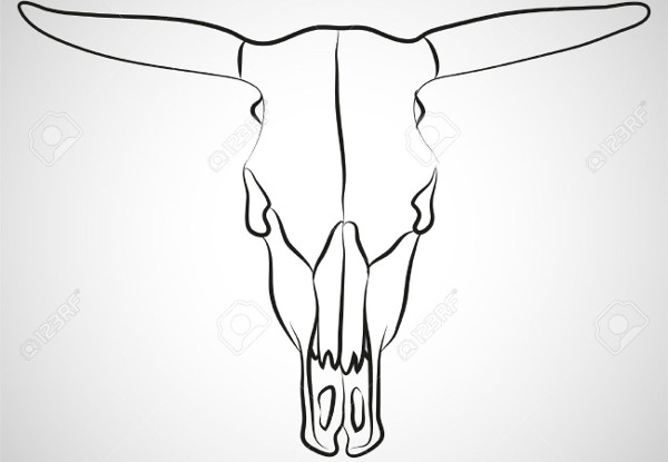 cow skull illustration