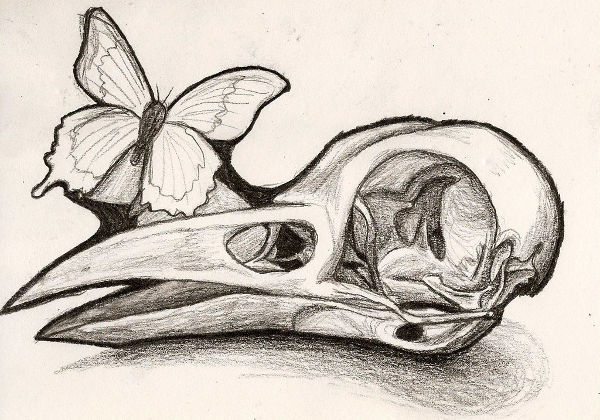 bird skull illustration