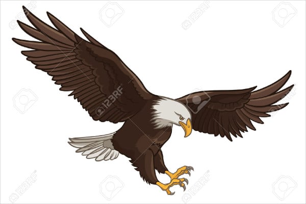 bald eagle illustration