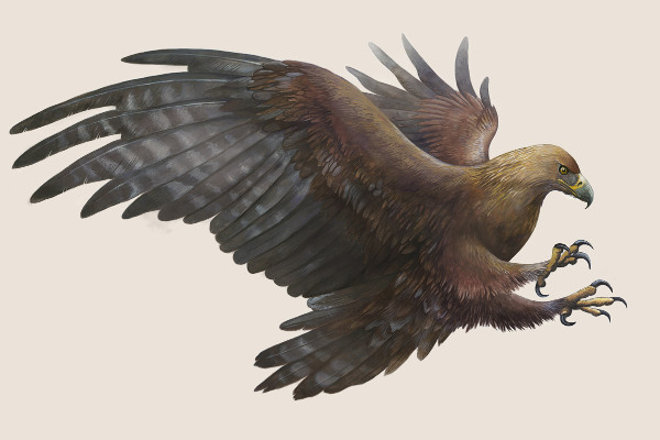 free eagle illustration