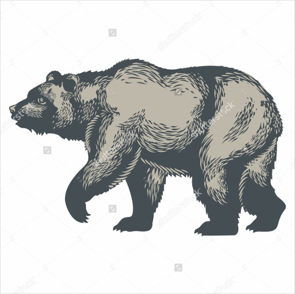 bear illustration vector