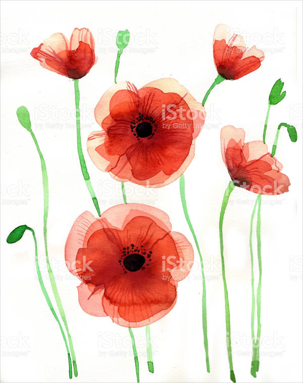 poppy flower illustration