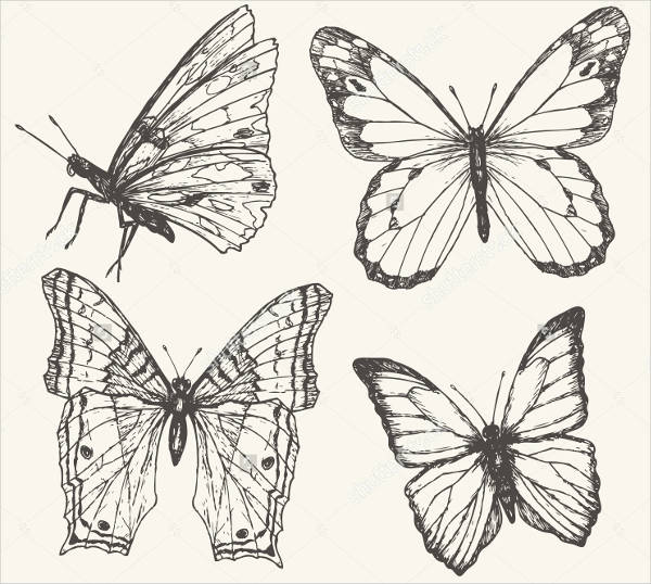 hand drawn butterfly illustration