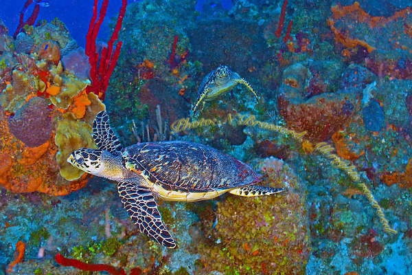 underwater sea life painting