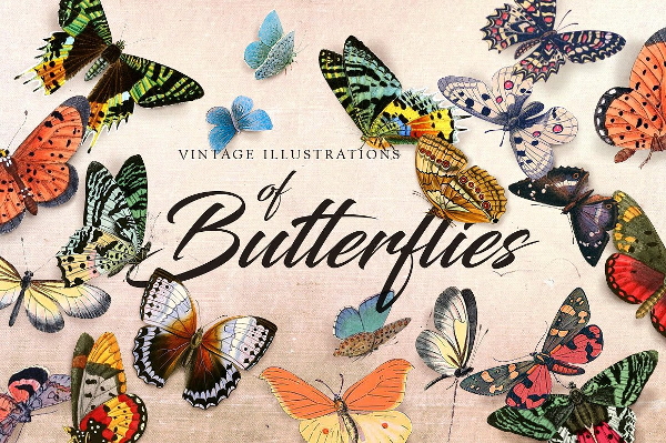 vintage butterfly illustration