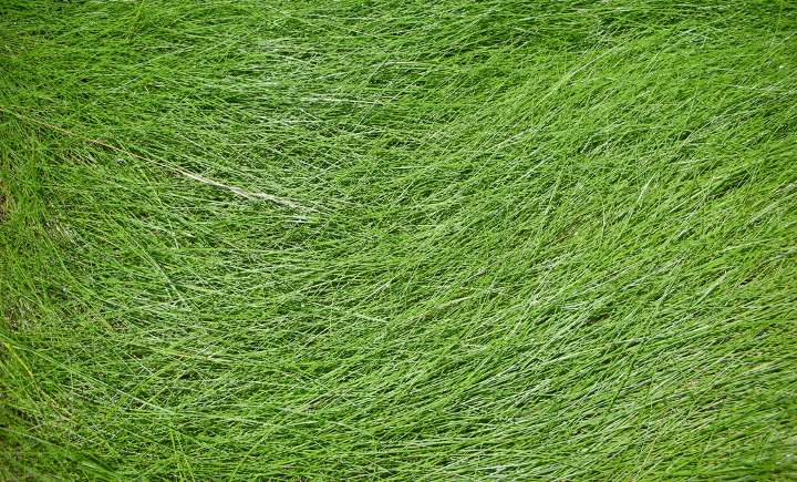 thick grass texture