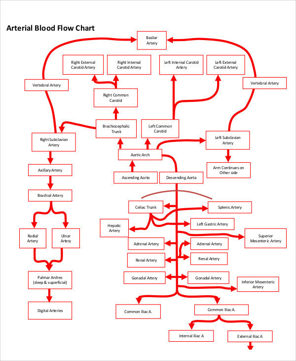 Body Blood Flow Chart