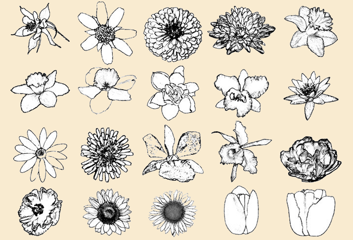ink drawing flower brushes