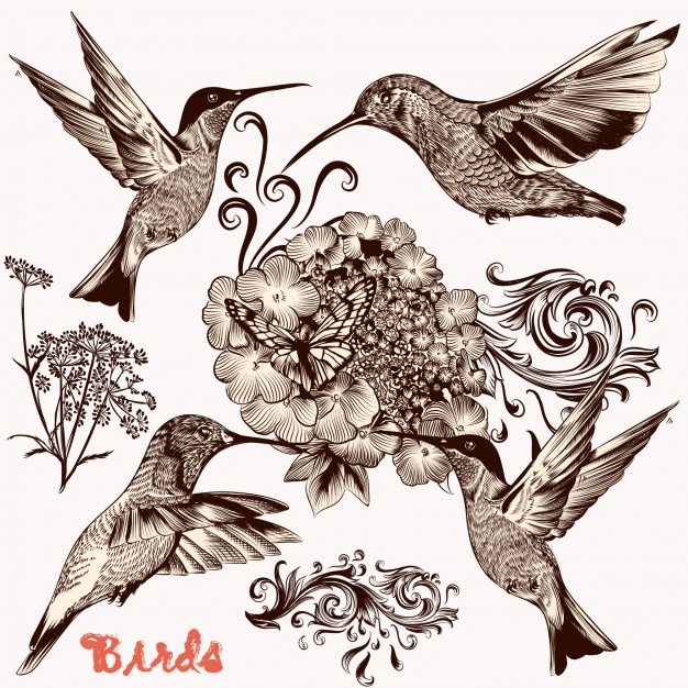 23+ Vintage Bird Illustration Designs