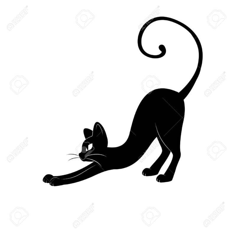 black cat stretching 788x
