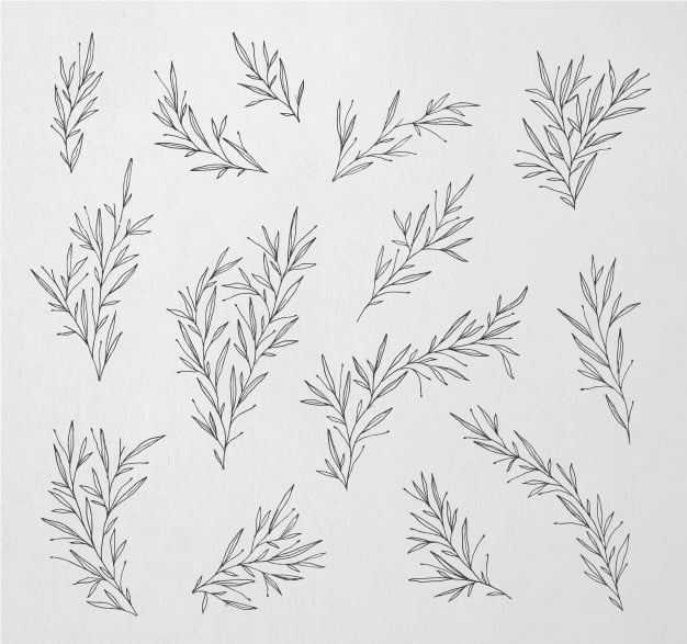 hand drawn branches