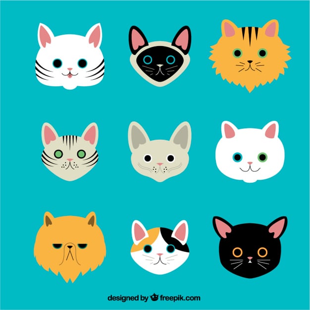 variety of cat breeds