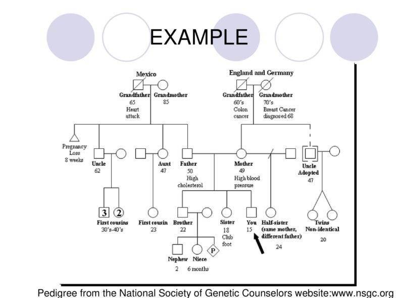 27+ Printable Family Tree Templates - PDF, DOC, Pages, Google Docs