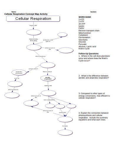cellular respiration concept map activity