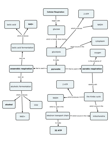 11 Cellular Respiration Concept Map Templates In Pdf Doc 9165