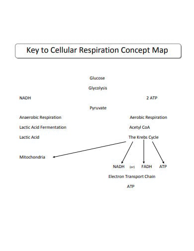 cellular respiration concept map key