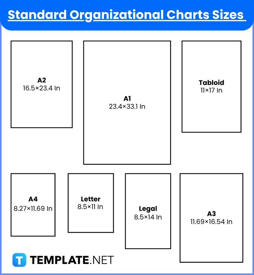 organizational charts sizes