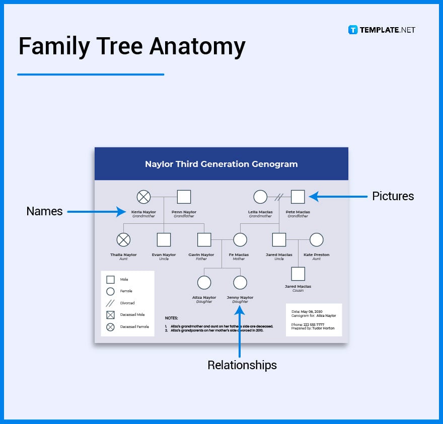 What is a Family Tree Diagram?