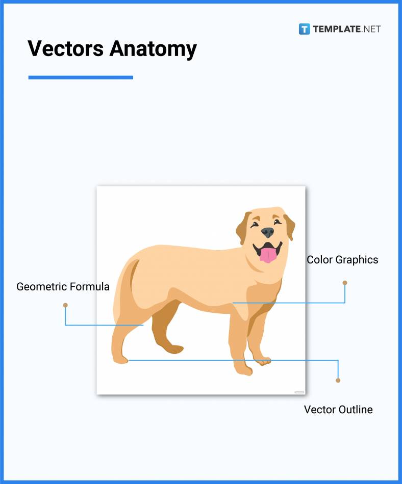 vectors anatomy 788x950