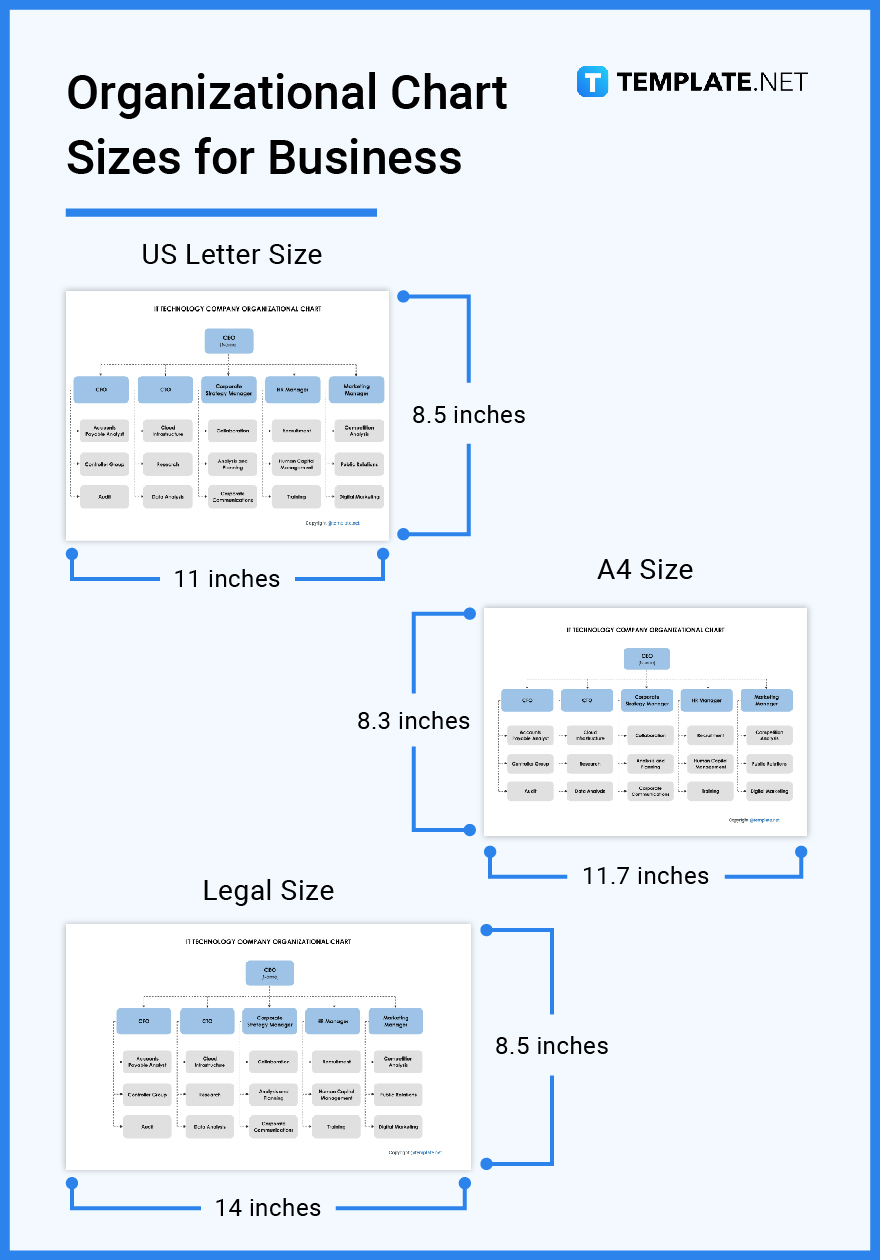 organizational chart sizes for business